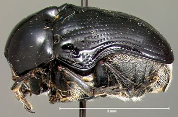 Media type: image; Entomology 20023   Aspect: habitus lateral view